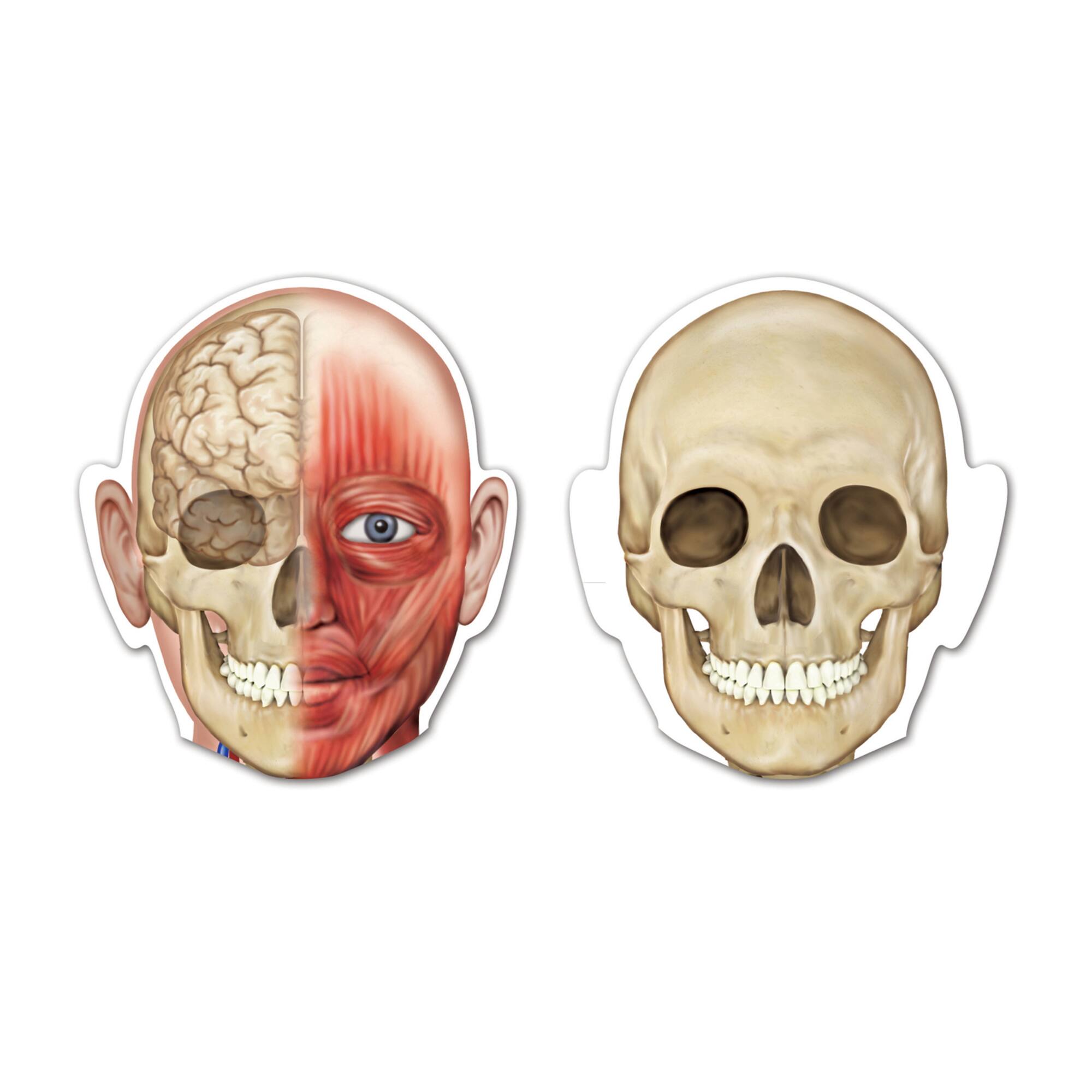 Learning Resources® Double-sided Magnetic Human Body